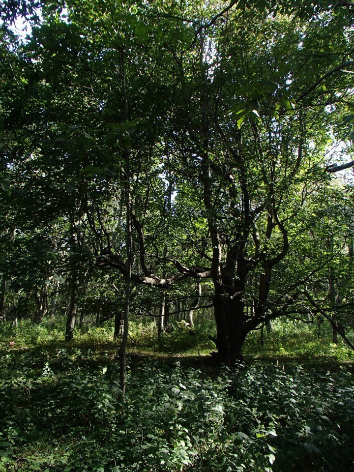 Brian Melton's album, Mt. Pleasant and Pompey Mountain--Henry Lanum Trail