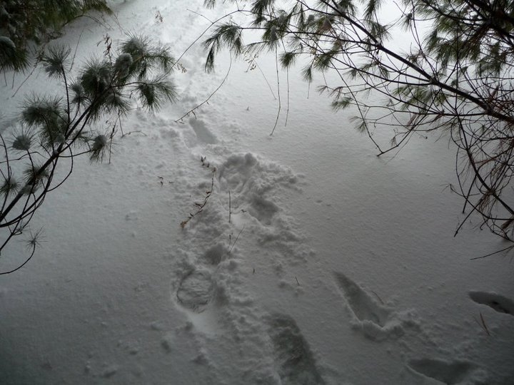 Daniel Czelatdko's album, Winter Storm Two 2011
