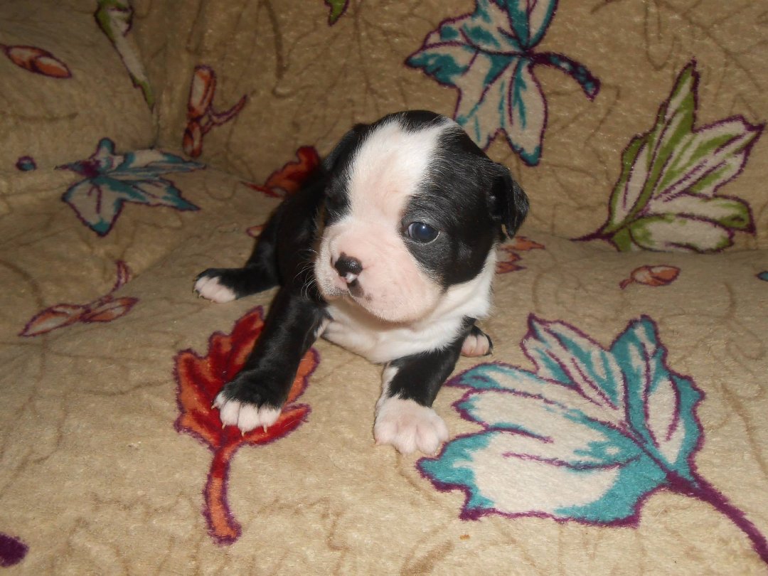 Denise Clark's album, New Babies