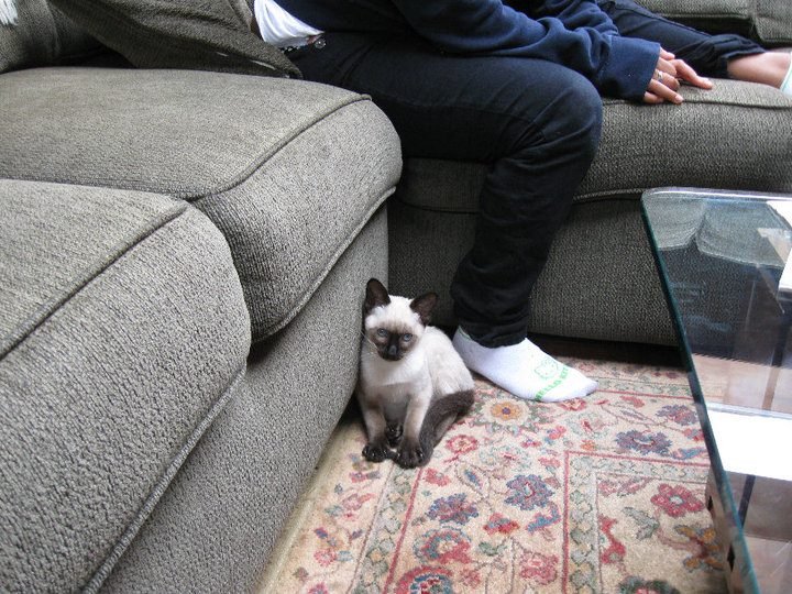 Michael Harvey's album, New Kitten