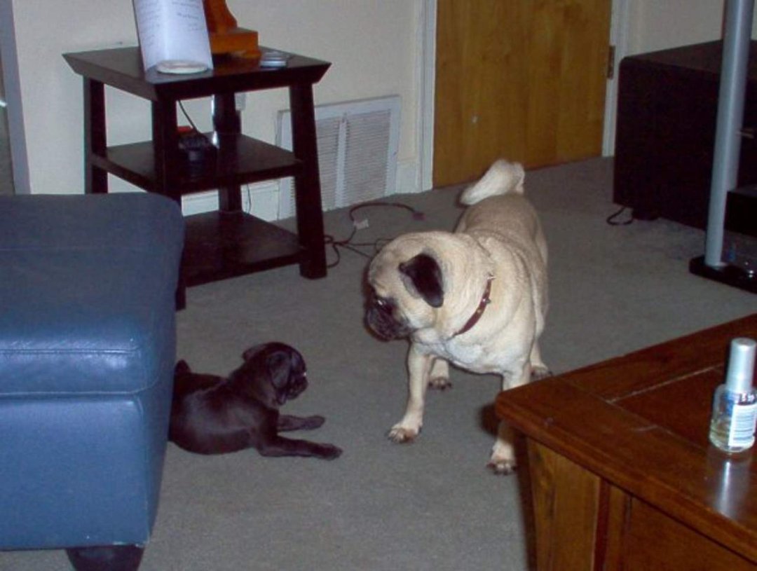 Jennifer Hawk's album, my dogs