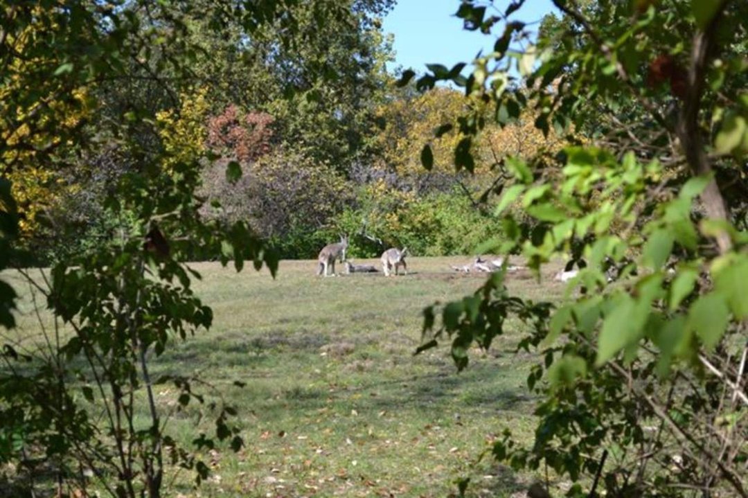 Chris Ames' album, Boys day at Zoo 2012