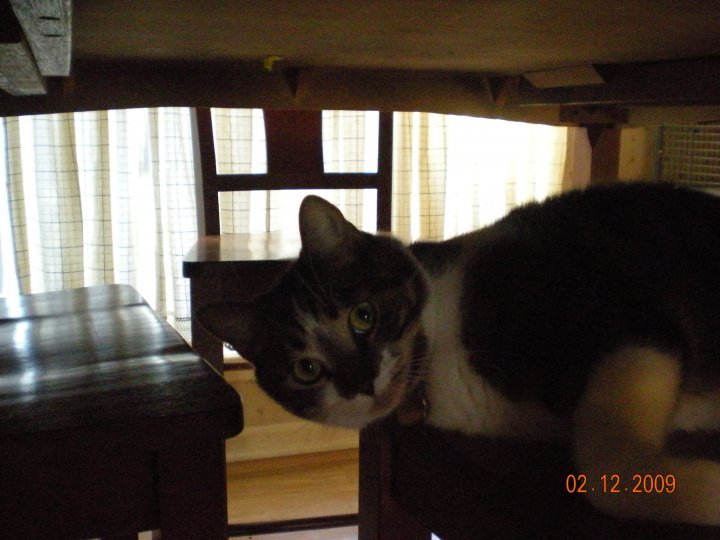 Kristy Schumacher's album, my furry friends