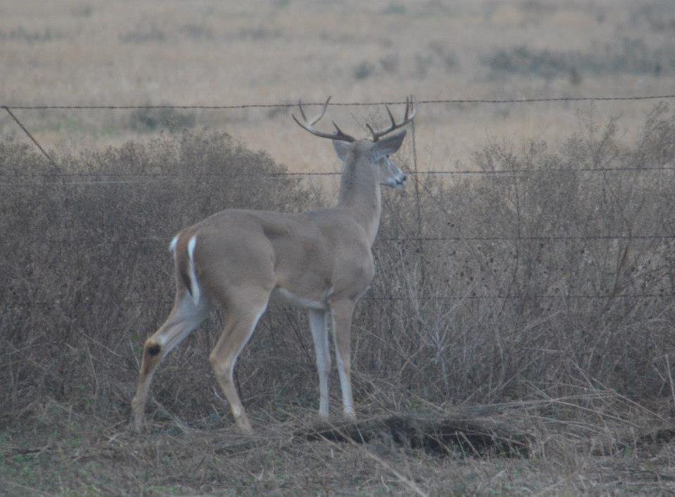 Dena Hewitt's album, SANTA'S REINDEER IN WHEELOCK 2012