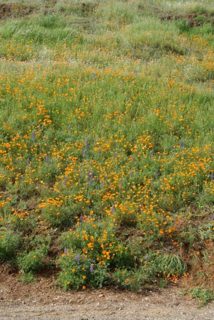 Patrick McGee's album, Blossom Trail