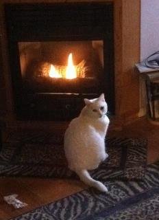 Ellen Chadkin Lerner's album, Timeline Photos