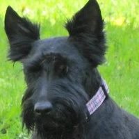 Dave Martens' album, Profile Pictures