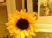 Dawn Smith's album, Cover Photos