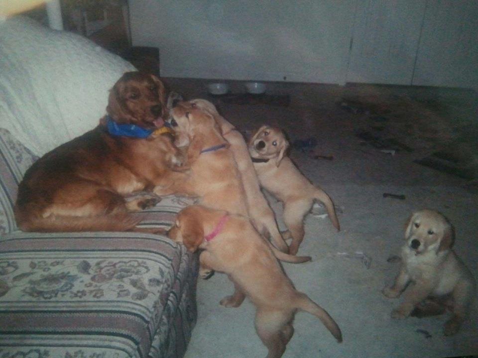 Lori White's album, Mobile Uploads