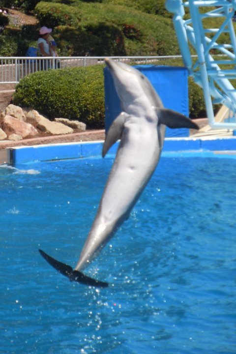 Sonia Lee's album, Sea World San Diego