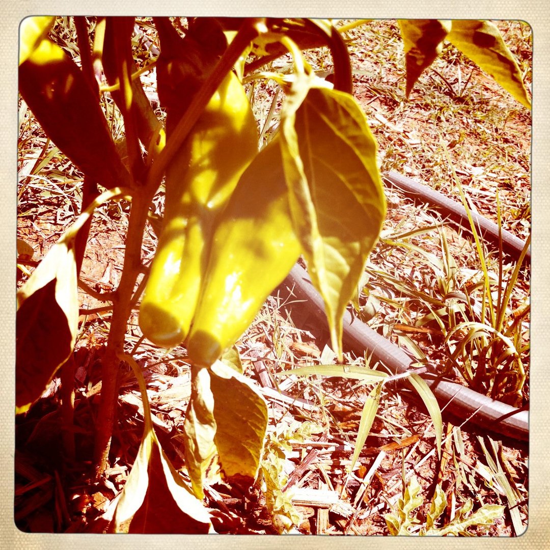 Michael Meyer's album, Mobile Uploads