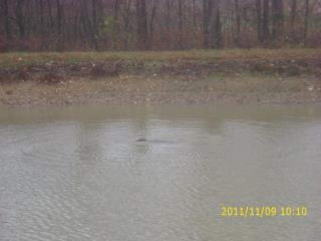 Charles Koperstynski's album, November 12, 2011