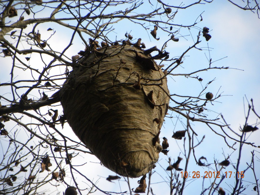 George Franklin's album, Hornets Nest
