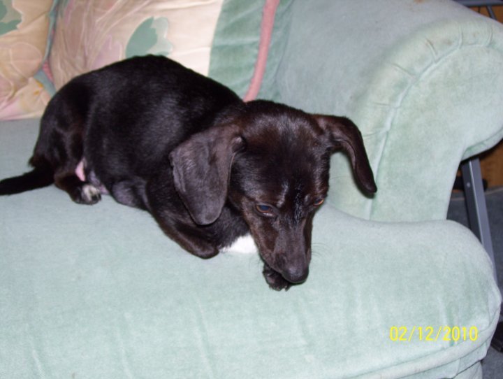 John Sutterfield's album, Princess the dog