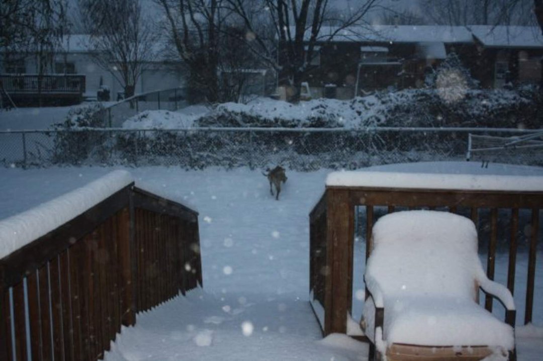 Brandy Krediet's album, The Snow of 2009