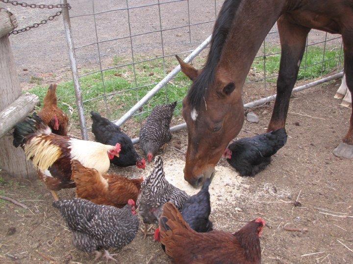 Cindi Herres' album, Life on the Farm