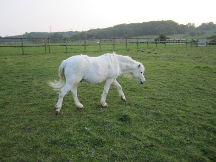 Catherine Phillips' album, Horses