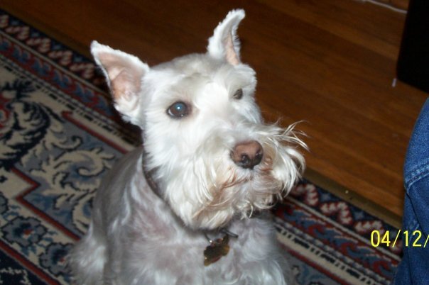 Laurel Rubin Wolf's album, Profile Pictures