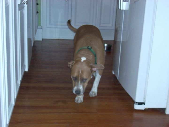 Jason Bauer's album, Holly puppy