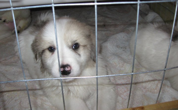 Sharon Drube's album, Zira and the Shakespeare pups