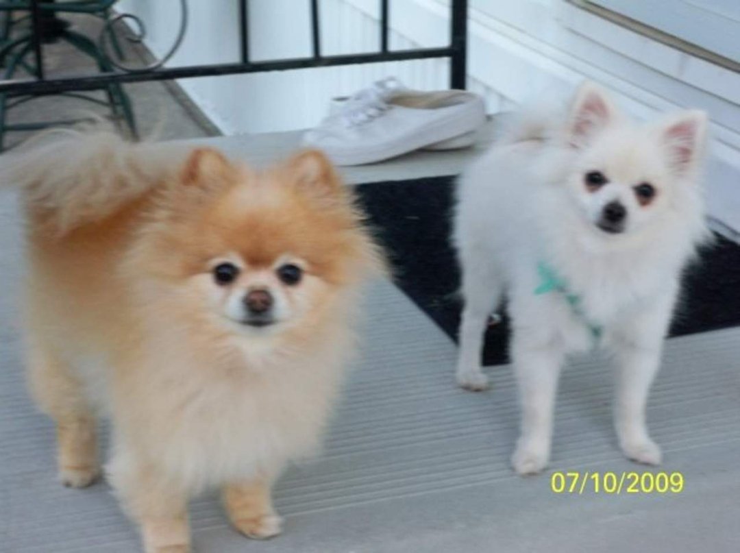 Ruth Masters' album, Pets