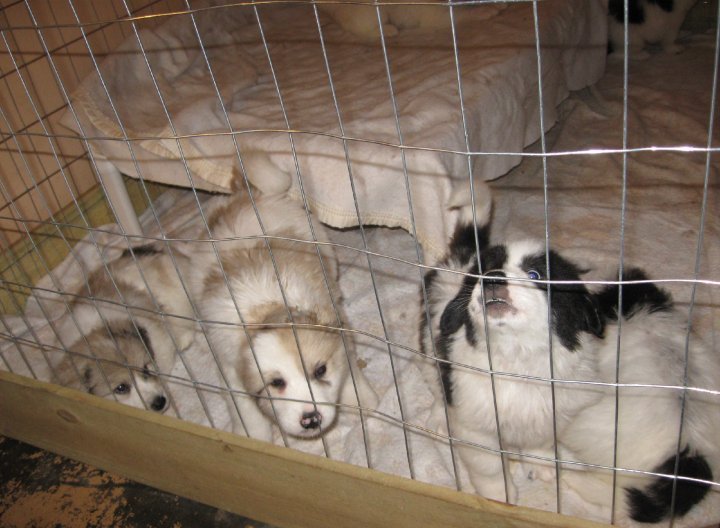 Sharon Drube's album, Zira and the Shakespeare pups