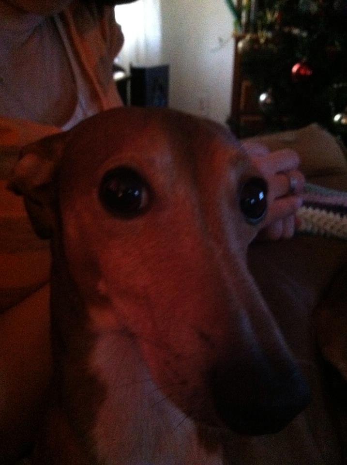 wallace smith's album, iOS Photos