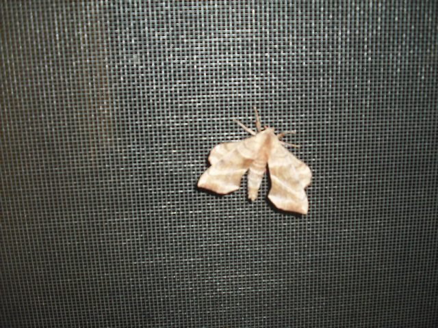 John H Webb's album, differment Dragonbutterfly