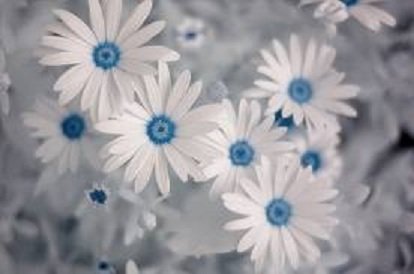 Barbara Jauregui's album, Cover Photos