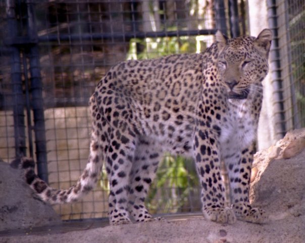 John James' album, Zoo Diego