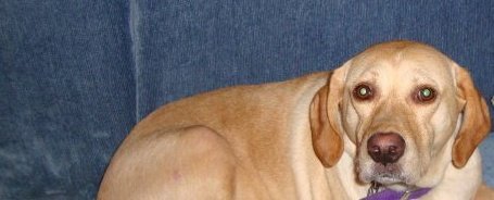 Dixie McConnel's album, Profile Pictures