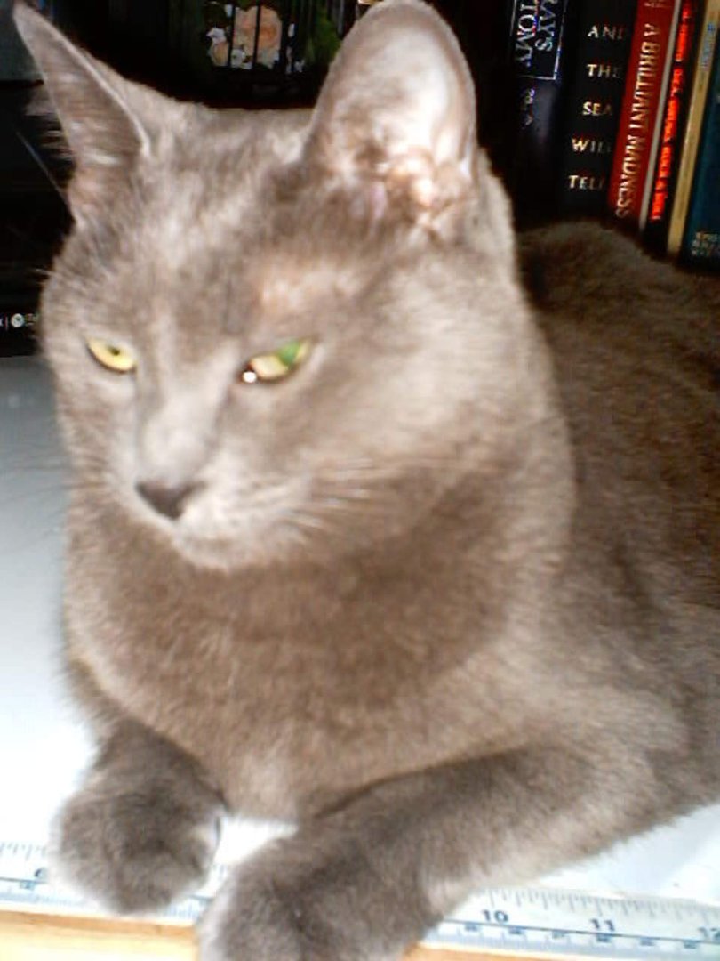 Judy Whiteman's album, Profile Pictures