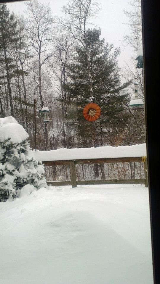 Robin Boynton's album, February 2013 Nor'easter