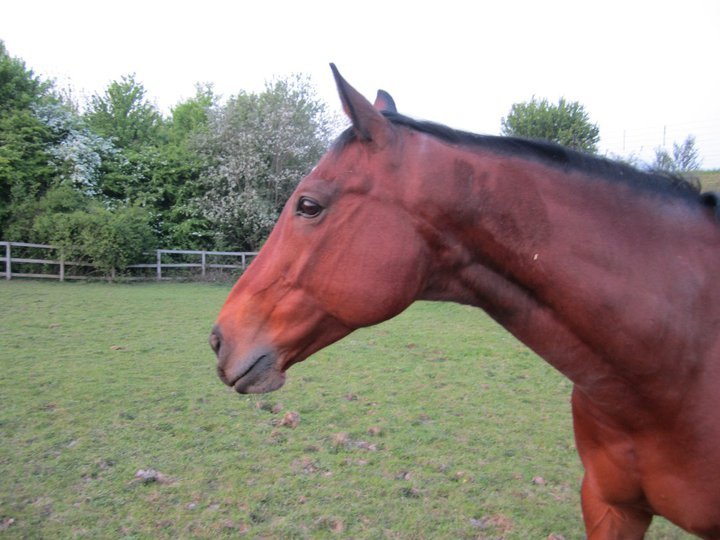 Catherine Phillips' album, Horses