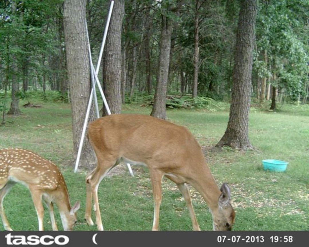 Sandra Jobe's album, wildlife in front yard