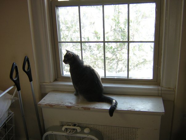 Michael Segle's album, Blizzard Cats