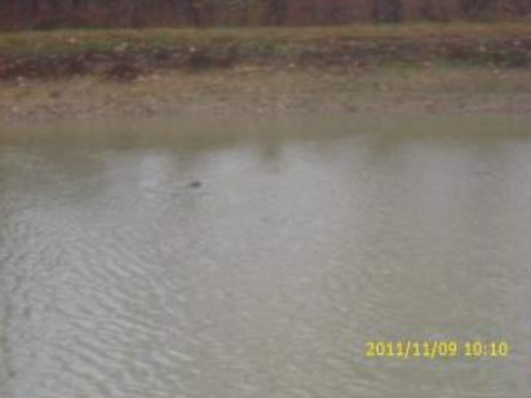 Charles Koperstynski's album, November 12, 2011