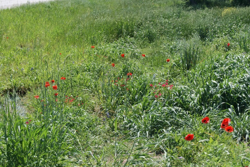 Pat Gordy's album, More Wildflowers