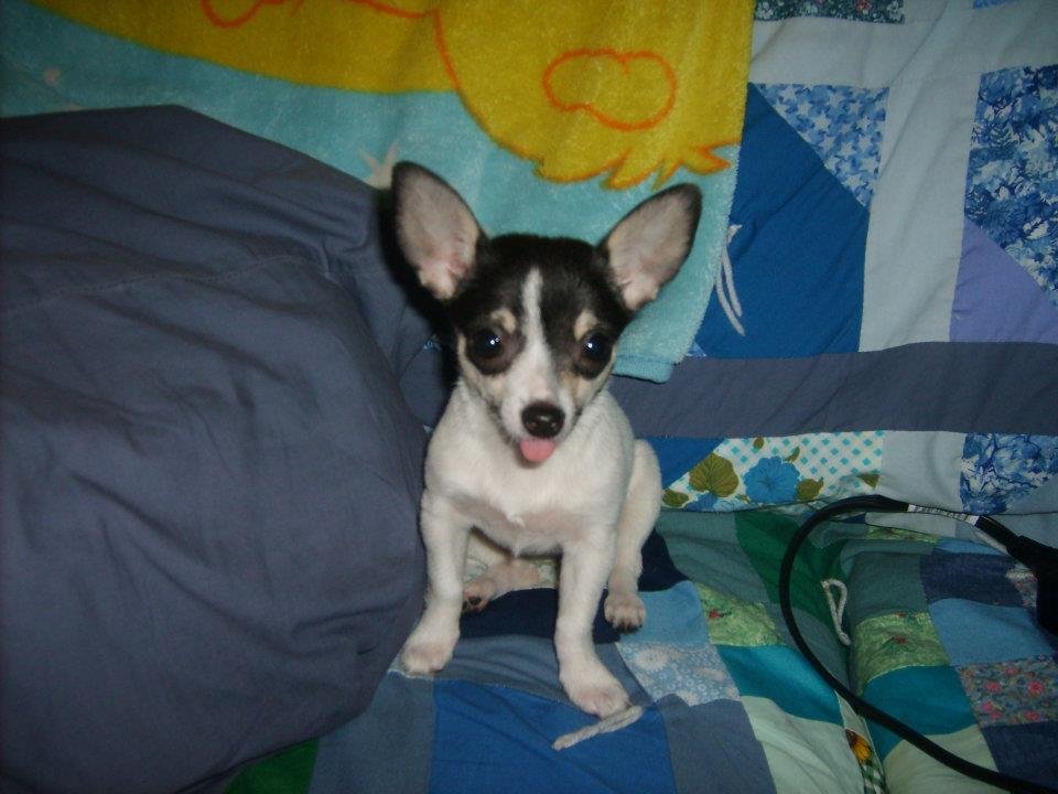 Ruby Pickens' album, Dog Pictures