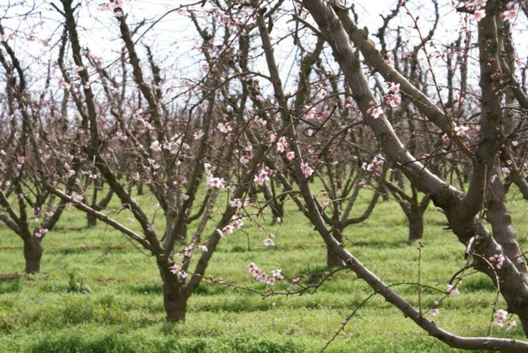 Patrick McGee's album, Blossom Trail