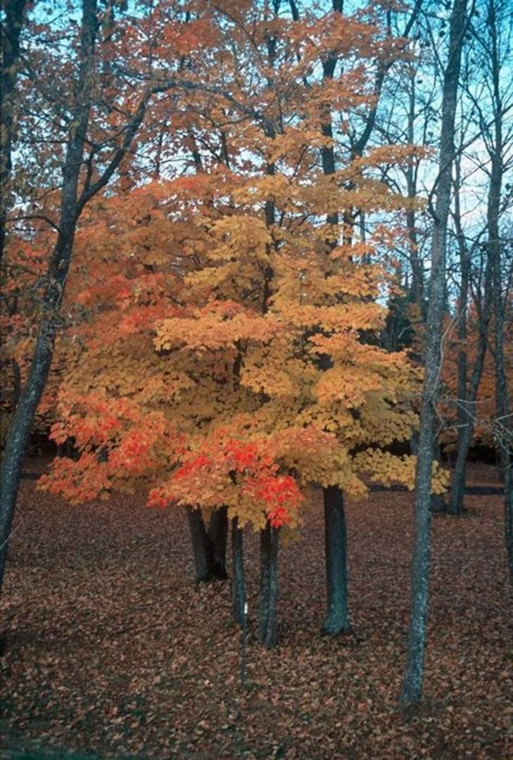 Lance Tripoli's album, 2003-2004 Minnesota adventures