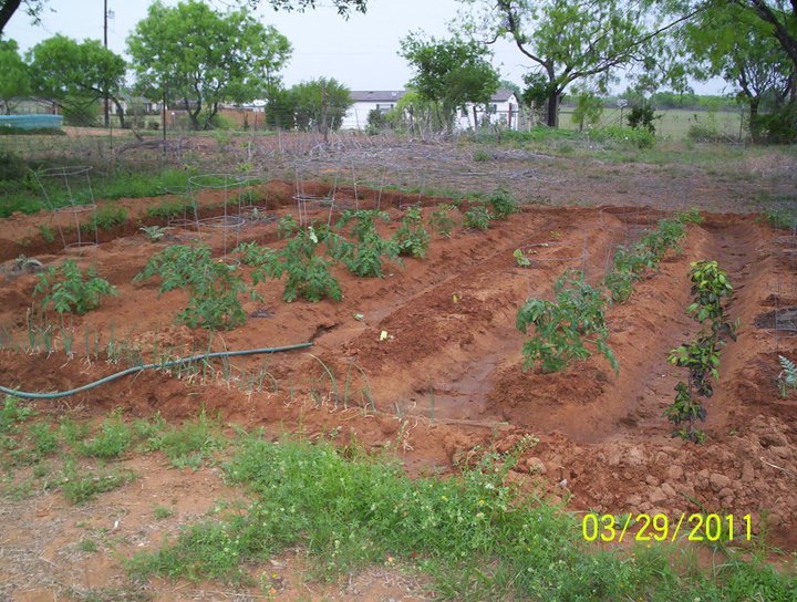 Sandy Shodeen's album, Garden Party Update for March 29, 2011