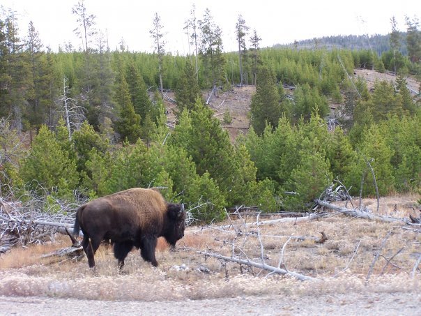 Alan Goss' album, Yellowstone