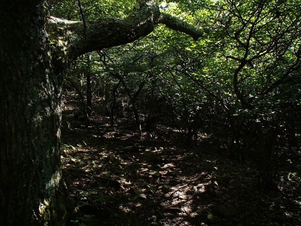 Brian Melton's album, Mt. Pleasant and Pompey Mountain--Henry Lanum Trail