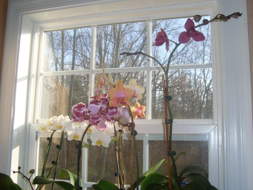 Marshall Chase's album, Cheryl's Kitchen Window Orchids