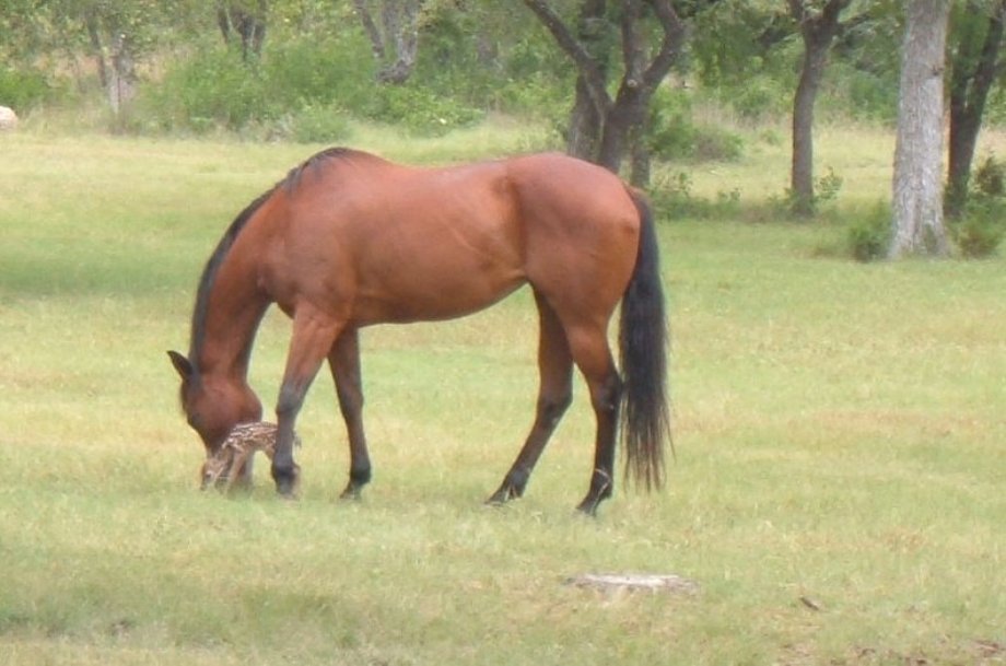 Jo Thompson's album, general
