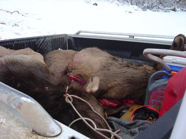 Robin Schelling's album, 2009 Elk Hunt