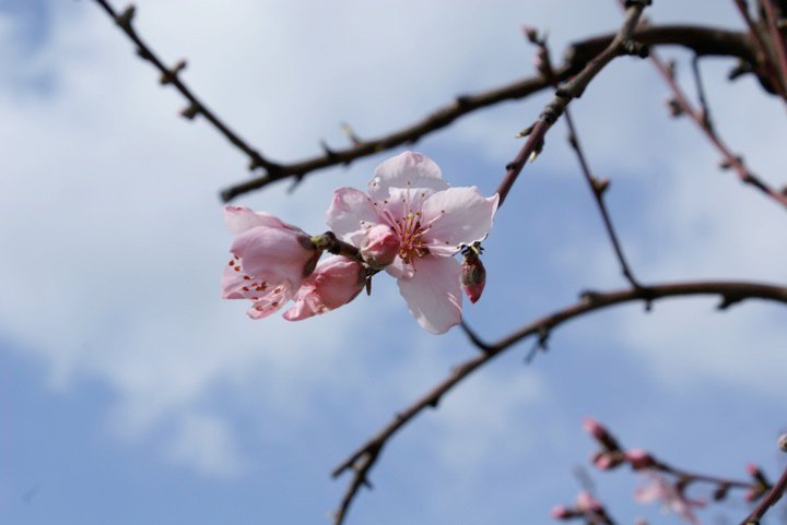 Patrick McGee's album, Blossom Trail