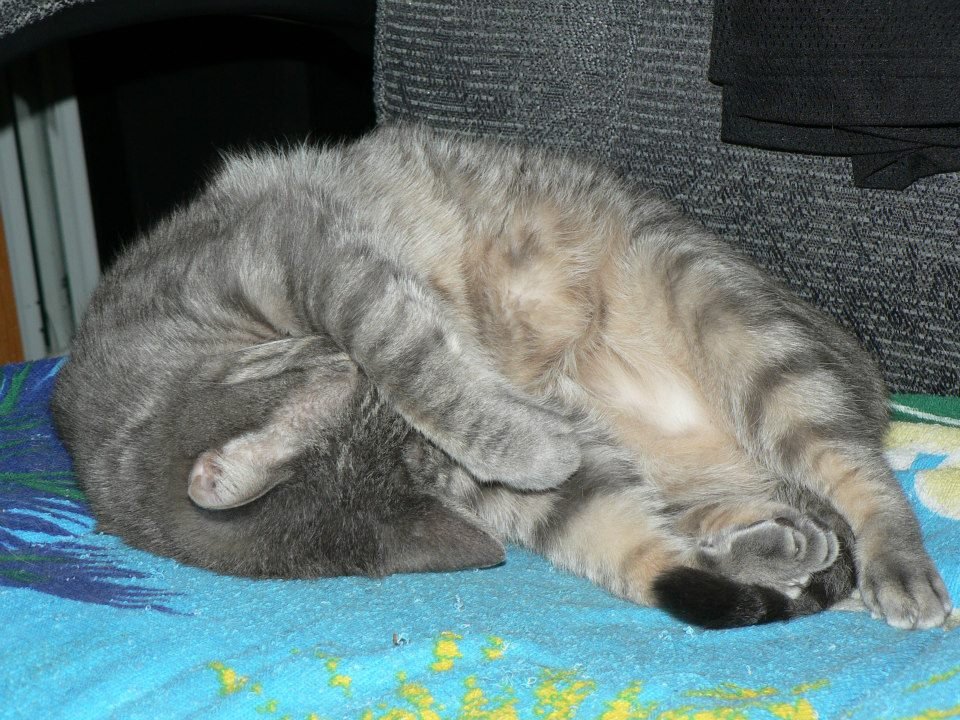 Peter Hibbard's album, Our Cats