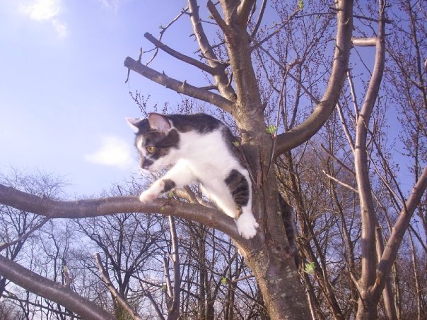 Neil Abbott's album, my pets